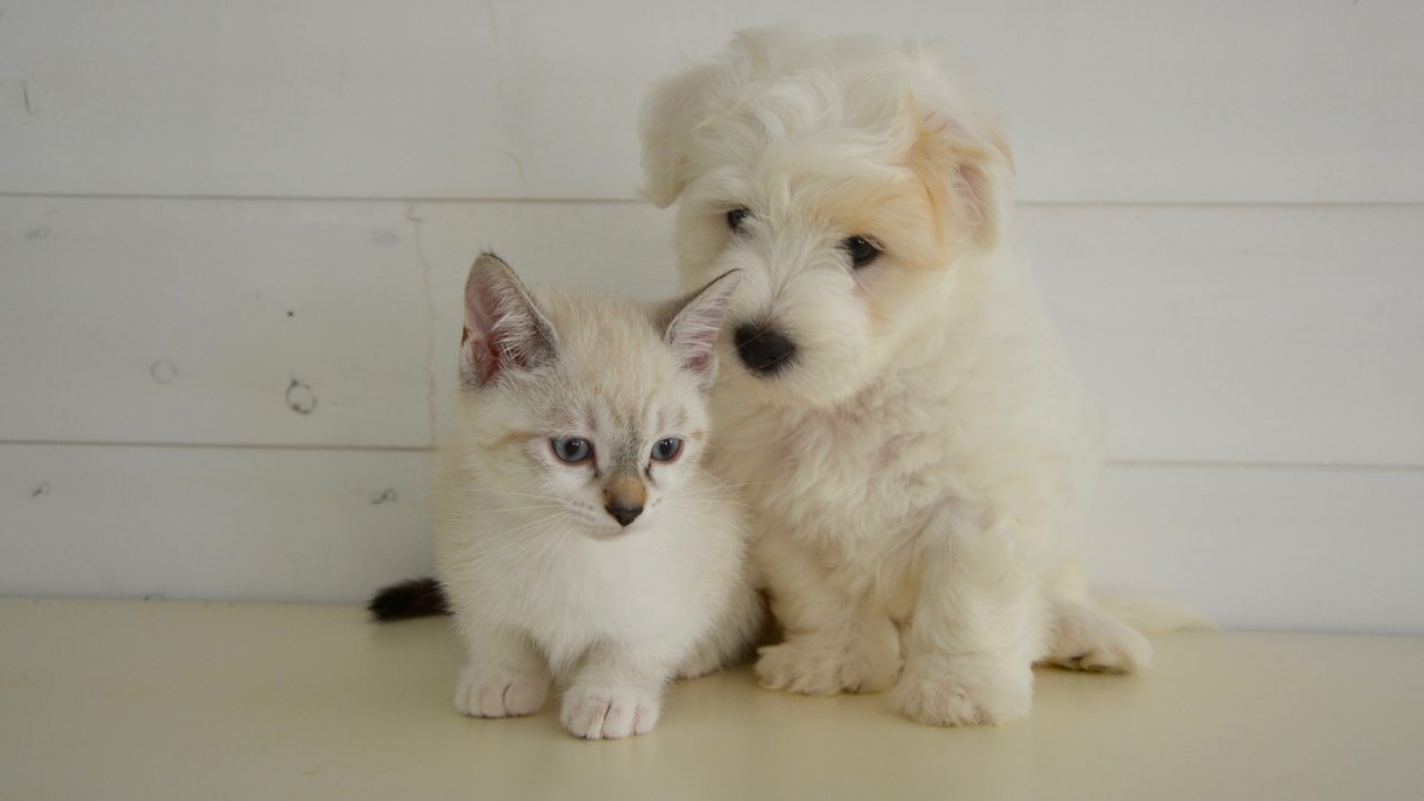 ペットで飼いやすいのは犬と猫どっち 初心者でも飼いやすいペット 犬 猫 ペット専門情報サイト ペットオン